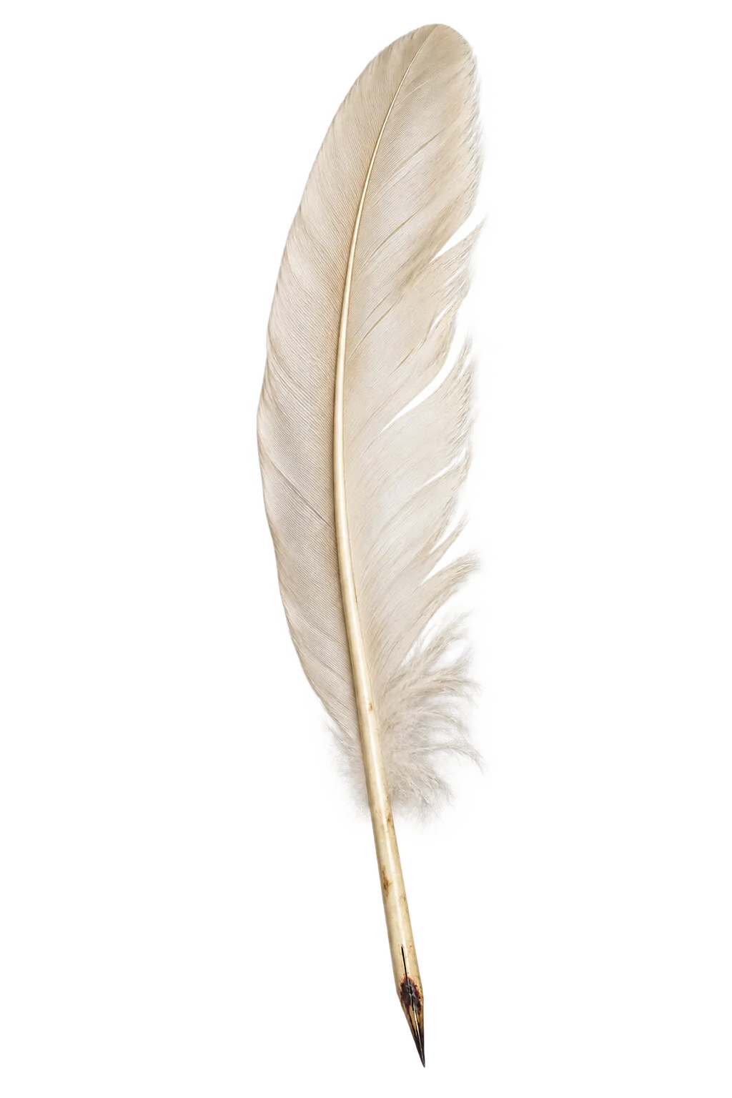 Plume décorative animant la signature OseCars
